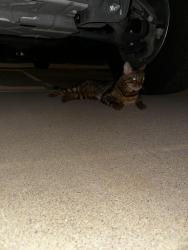 Found/Stray Unknown Cat last seen Baseline and Stapley in Mesa, Mesa, AZ 85204