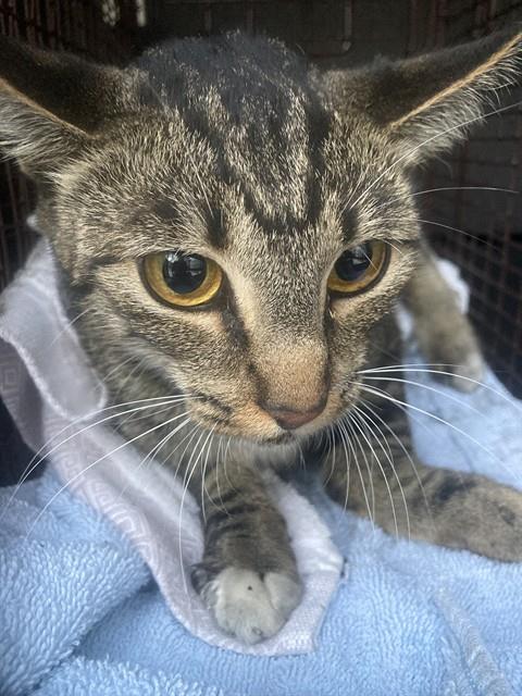 Shelter Stray Unknown Cat last seen Near BLK E. 12TH ST. LONG BEACH CA 90813, 7700 E Spring St, Long Beach, CA 90815, USA