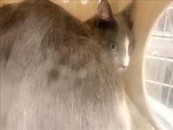 Shelter Stray Male Cat last seen , 957 N Gaffey St, San Pedro, CA 90731, USA