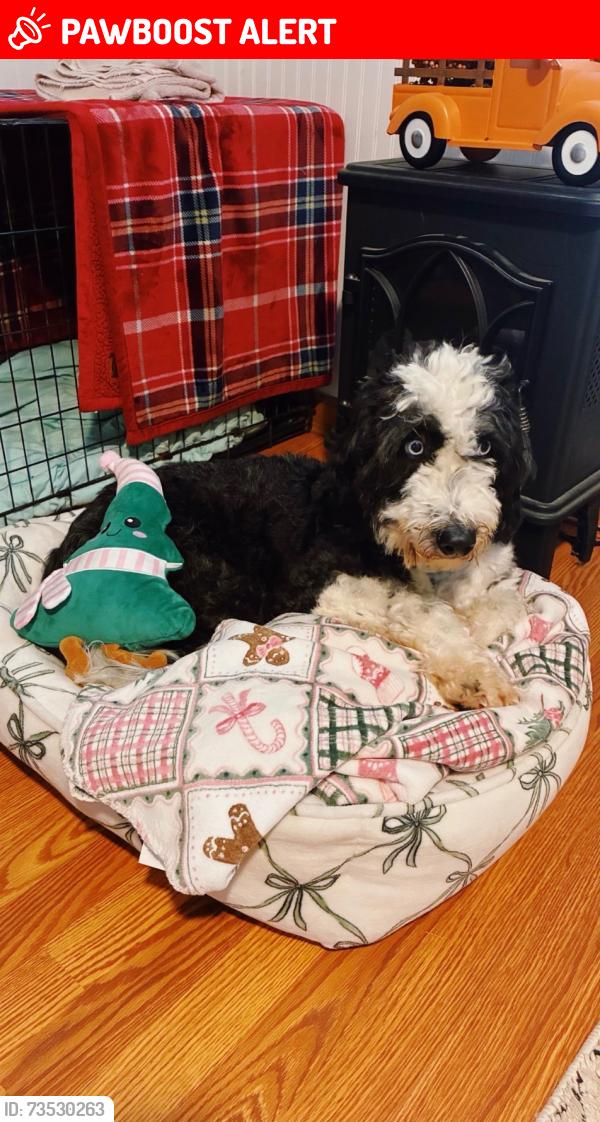 Lost Female Dog last seen Near gold hill road, Rockingham County, NC 27025