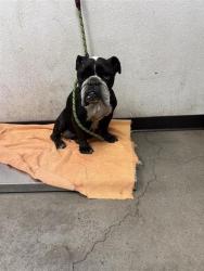 Shelter Stray Female Dog last seen Near BLOCK S CRYSTAL AVE, FRESNO CA 93706 2721, 5277 E Airways Blvd, Fresno, CA 93727, USA