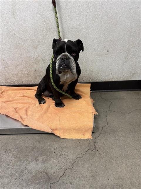 Shelter Stray Female Dog last seen Near BLOCK S CRYSTAL AVE, FRESNO CA 93706 2721, 5277 E Airways Blvd, Fresno, CA 93727, USA