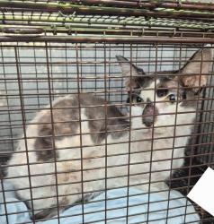 Shelter Stray Male Cat last seen Near BLOCK PERRIN BEITEL, 4710 TX-151, San Antonio, TX 78227, USA