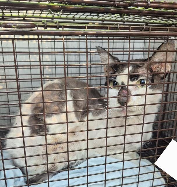 Shelter Stray Male Cat last seen Near BLOCK PERRIN BEITEL, 4710 TX-151, San Antonio, TX 78227, USA
