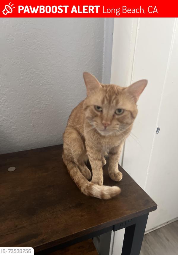 Lost Male Cat last seen N Loma vista Dr , Daisy ave, Long Beach, CA 90813