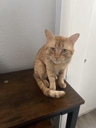 Lost Male Cat last seen N Loma vista Dr , Daisy ave, Long Beach, CA 90813