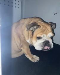 Shelter Stray Female Dog last seen Near BLOCK VAN BUREN BLVD, RIVERSIDE, CA, 6851 Van Buren Boulevard, Jurupa Valley, CA 92509, USA