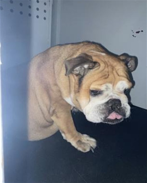 Shelter Stray Female Dog last seen Near BLOCK VAN BUREN BLVD, RIVERSIDE, CA, 6851 Van Buren Boulevard, Jurupa Valley, CA 92509, USA
