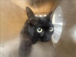 Shelter Stray Unknown Cat last seen , 3201 Lacy St, Los Angeles, CA 90031, USA