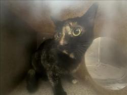 Shelter Stray Unknown Cat last seen , 3201 Lacy St, Los Angeles, CA 90031, USA