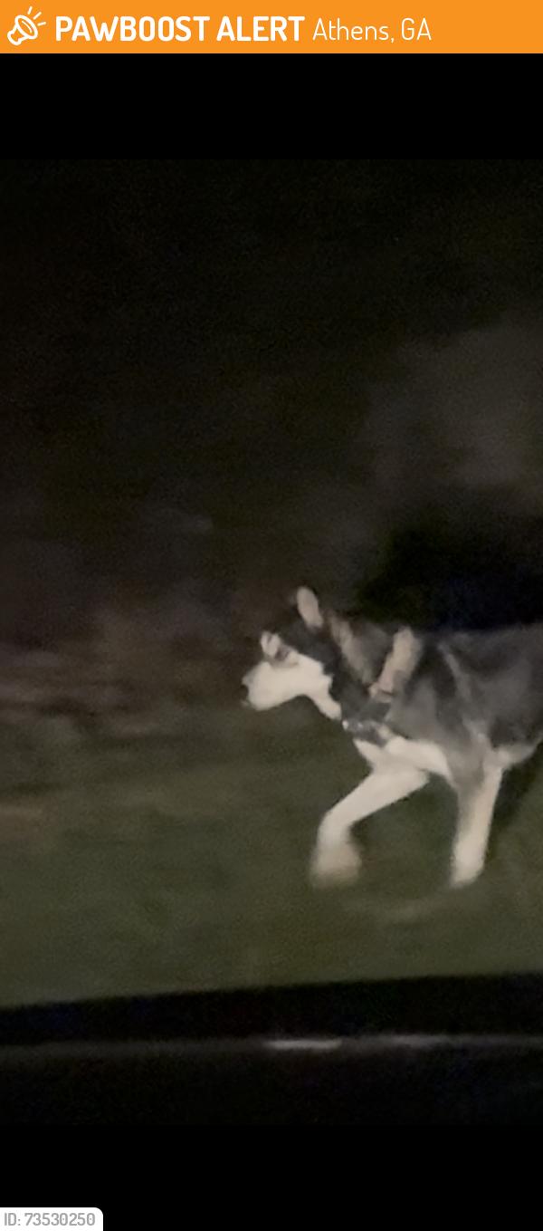Found/Stray Female Dog last seen Loose Around Ramble Hills, Athens, GA 30607