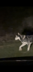 Found/Stray Female Dog last seen Loose Around Ramble Hills, Athens, GA 30607