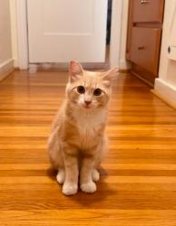 Lost Male Cat last seen W Norman, Arcadia, CA 91007