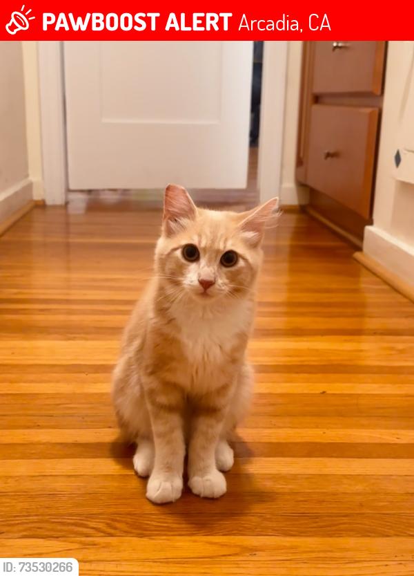 Lost Male Cat last seen W Norman, Arcadia, CA 91007
