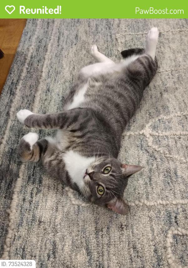 Reunited Male Cat last seen Godwin @ Broadmoor, Houston, TX 77023