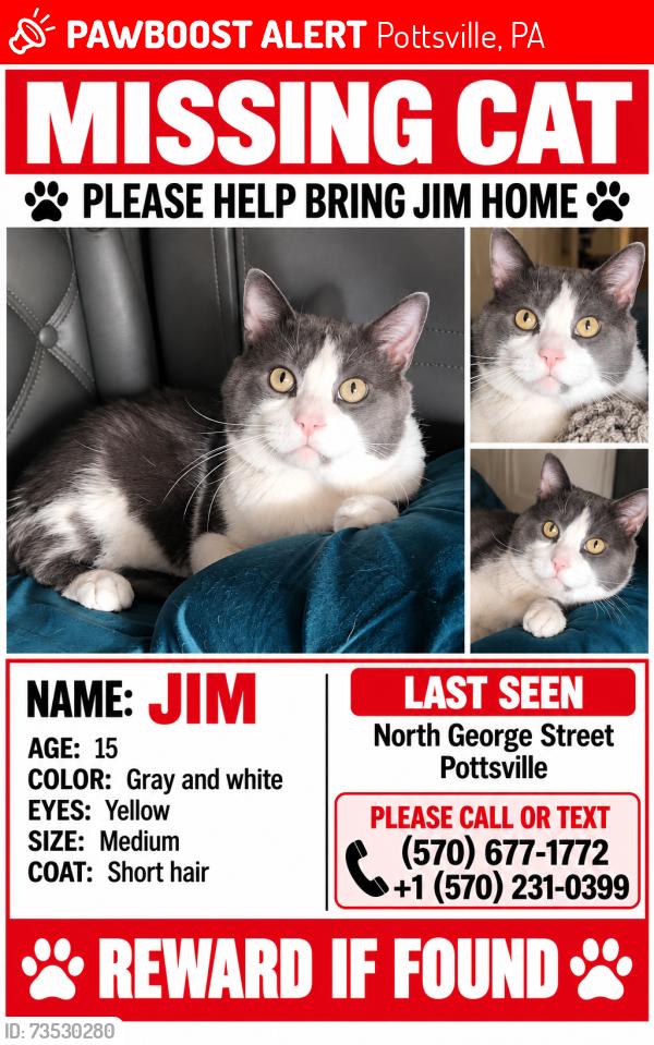 Lost Male Cat last seen North George, Pottsville, PA 17901