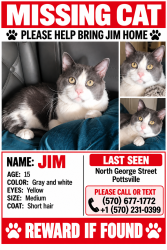Lost Male Cat last seen North George, Pottsville, PA 17901