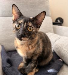 Lost Female Cat last seen Lake Forest apmts, El Dorado Hills, CA 95762