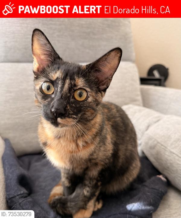 Lost Female Cat last seen Lake Forest apmts, El Dorado Hills, CA 95762