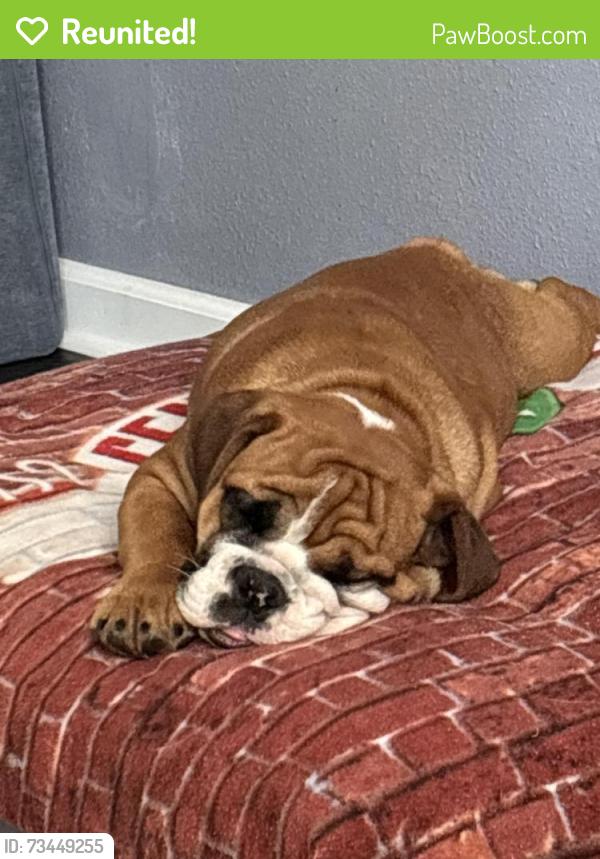 Reunited Female Dog last seen 33rd and Gold st, Wichita, KS 67217