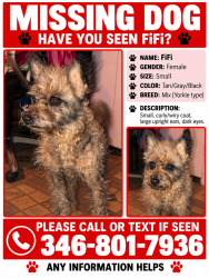 Lost Female Dog last seen Federal and dorwayne ct, Houston, TX 77015