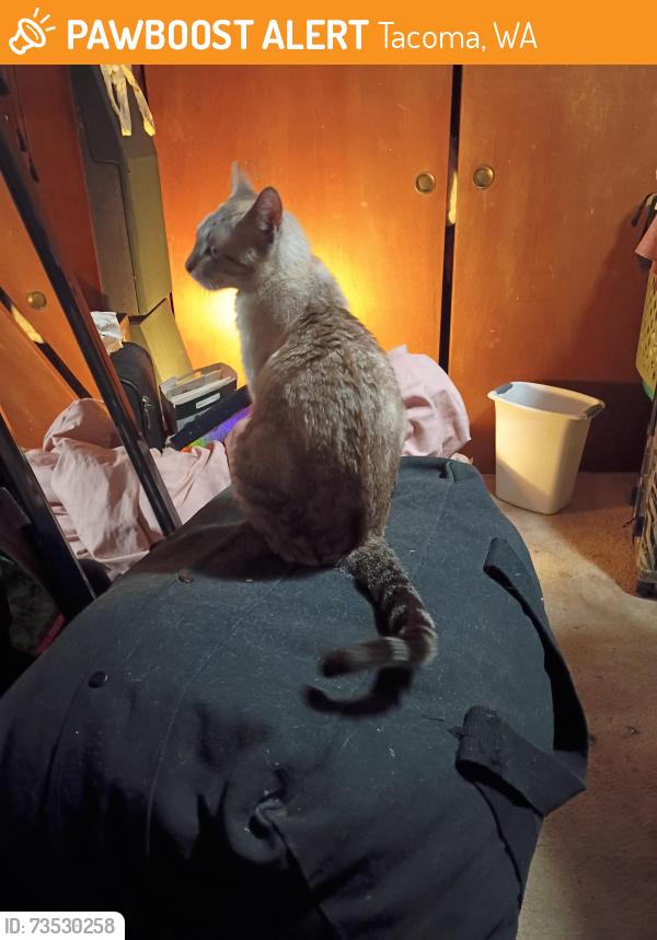 Found/Stray Female Cat last seen 72nd Ave S Tacoma WA, Tacoma, WA 98408