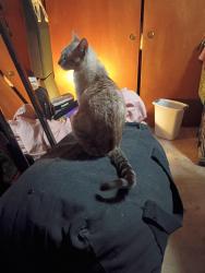 Found/Stray Female Cat last seen 72nd Ave S Tacoma WA, Tacoma, WA 98408
