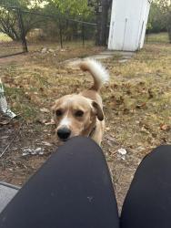 Lost Male Dog last seen E Draper ave, Choctaw, OK 73020