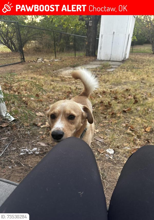 Lost Male Dog last seen E Draper ave, Choctaw, OK 73020