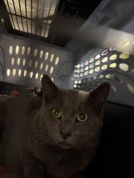 Found/Stray Unknown Cat last seen Greta, West Haven, CT 06516