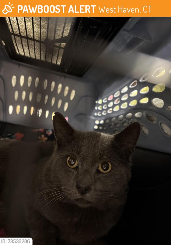 Found/Stray Unknown Cat last seen Greta, West Haven, CT 06516