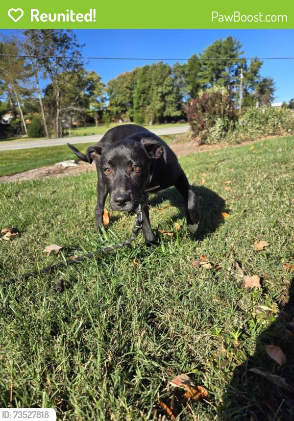 Reunited Female Dog last seen old walkertown rd, Winston-Salem, NC 27105