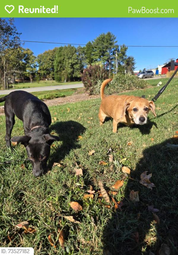 Reunited Unknown Dog last seen Dippen, Winston-Salem, NC 27105