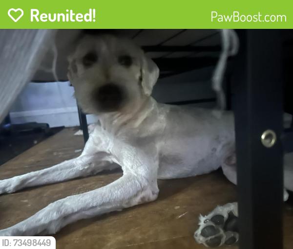 Reunited Male Dog last seen Russell penn ave, Minneapolis, MN 55412