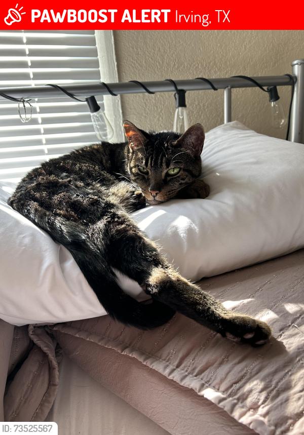 Lost Male Cat last seen Bridge lake Dr, Irving Texas, Irving, TX 75060