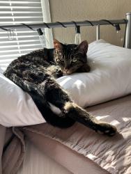 Lost Male Cat last seen Bridge lake Dr, Irving Texas, Irving, TX 75060