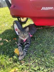 Reunited Female Cat last seen rosenberry drive, Madison, WI 53711