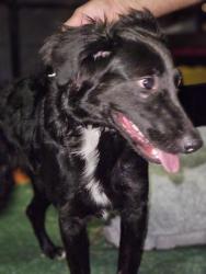 Reunited Male Dog last seen McKellips and Country Club in Seyenna Vistas, Mesa, AZ 85213