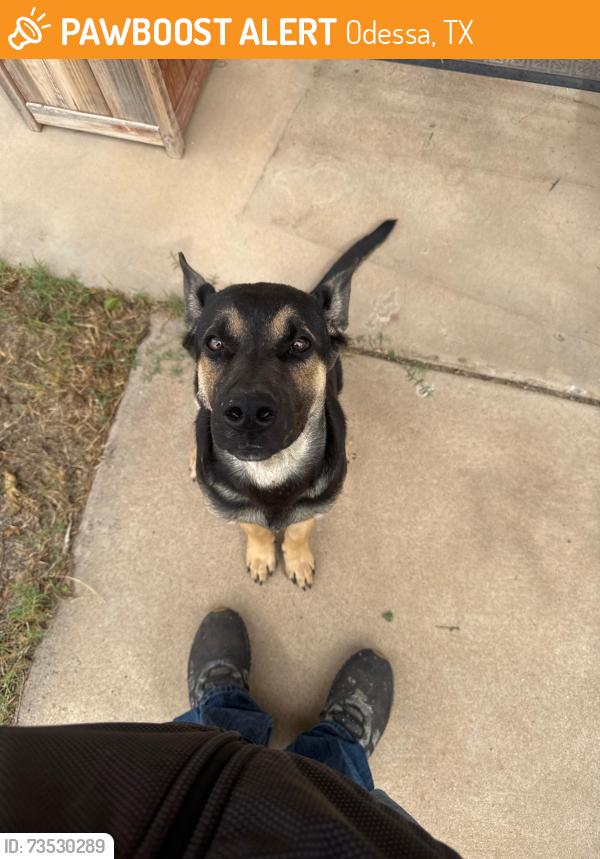 Found/Stray Male Dog last seen 17th and Haywood, Odessa, TX 79761