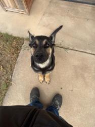 Found/Stray Male Dog last seen 17th and Haywood, Odessa, TX 79761