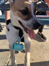 Found/Stray Female Dog last seen Cal Oaks and Jackson, Murrieta, CA 92562