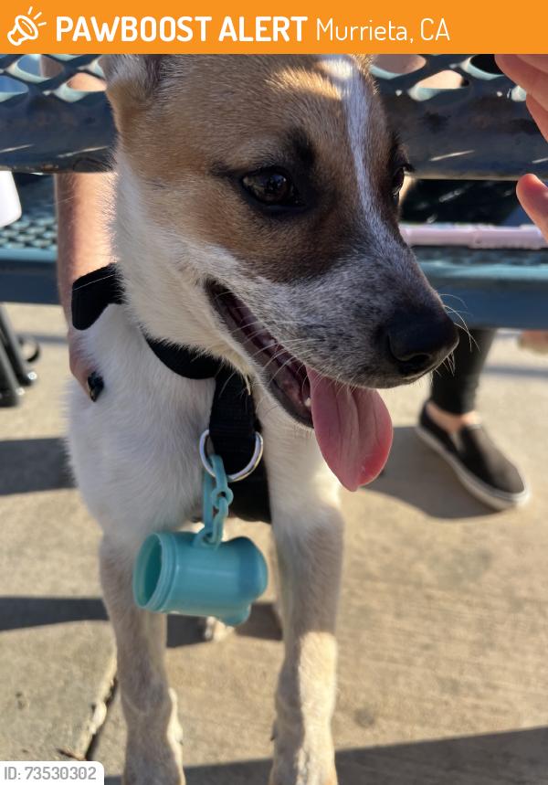 Found/Stray Female Dog last seen Cal Oaks and Jackson, Murrieta, CA 92562