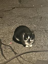 Found/Stray Unknown Cat last seen Horton/ loundsbury, Norwalk, CT 06851