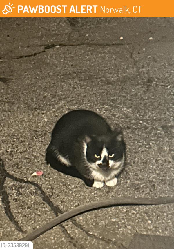 Found/Stray Unknown Cat last seen Horton/ loundsbury, Norwalk, CT 06851