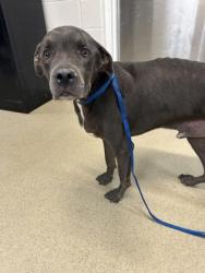 Shelter Stray Male Dog last seen Near JAMES AVE, South District, TX, 355 Hillshire Dr, Haslet, TX 76052, USA