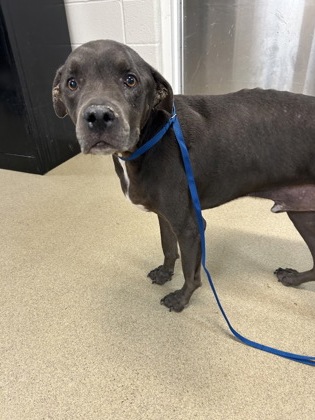 Shelter Stray Male Dog last seen Near JAMES AVE, South District, TX, 355 Hillshire Dr, Haslet, TX 76052, USA