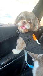 Reunited Male Dog last seen Oak terrace and Angola area, Holland, OH 43528