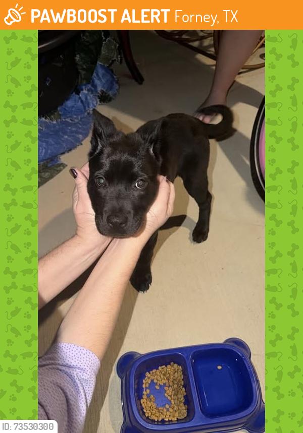 Found/Stray Female Dog last seen Sandlin Dr, Forney, TX 75126