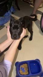 Found/Stray Female Dog last seen Sandlin Dr, Forney, TX 75126