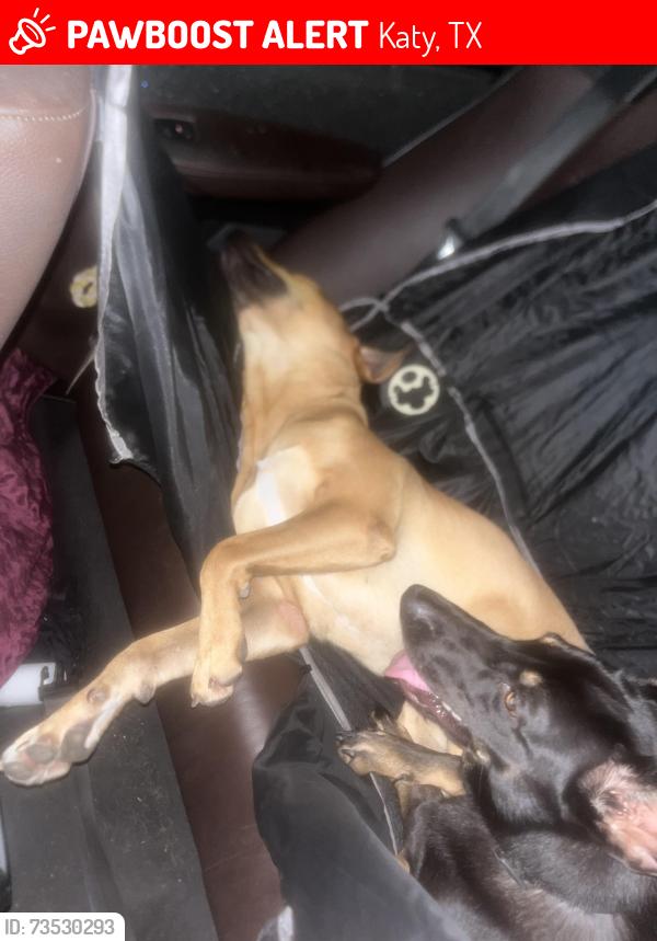 Lost Male Dog last seen Near shimmer edge dr, Katy, TX 77493